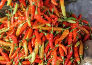 Harga Cabai Anjlok, Perani Cabai Beralih Menanam Sayuran