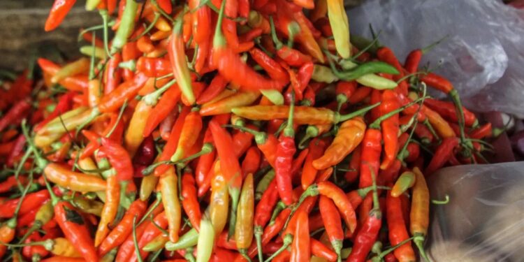 Harga Cabai Anjlok, Perani Cabai Beralih Menanam Sayuran