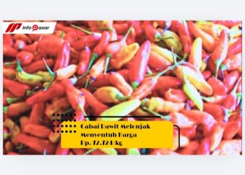 Cabai Rawit Melonjak Menyentuh Harga Rp. 72.724/kg