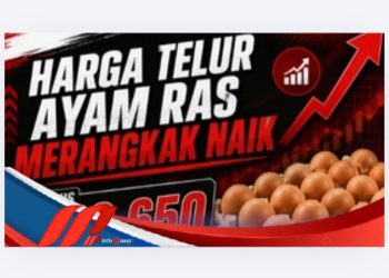 Harga Telur Ayam Ras Merangkak Naik, Tembus Rp29.650 per Kilogram