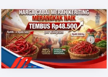 Harga Cabai Merah Keriting Rp48.500 per Kilogram