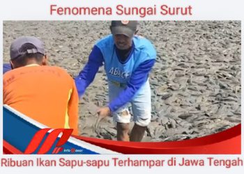 Fenomena Sungai Surut, Ribuan Ikan Sapu-sapu Terhampar di Jawa Tengah