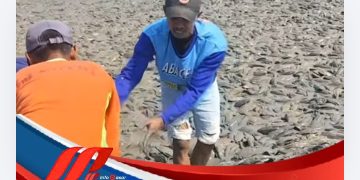 Fenomena Sungai Surut, Ribuan Ikan Sapu-sapu Terhampar di Jawa Tengah