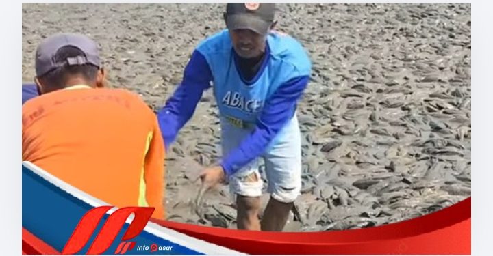 Fenomena Sungai Surut, Ribuan Ikan Sapu-sapu Terhampar di Jawa Tengah