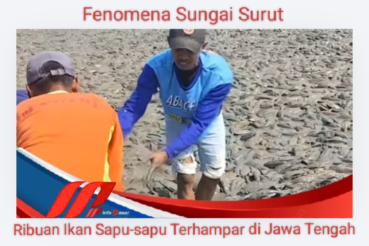 Fenomena Sungai Surut, Ribuan Ikan Sapu-sapu Terhampar di Jawa Tengah